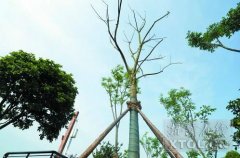 湘潭河东沿江风光带枯死树后续：42棵新栾树已“上岗”